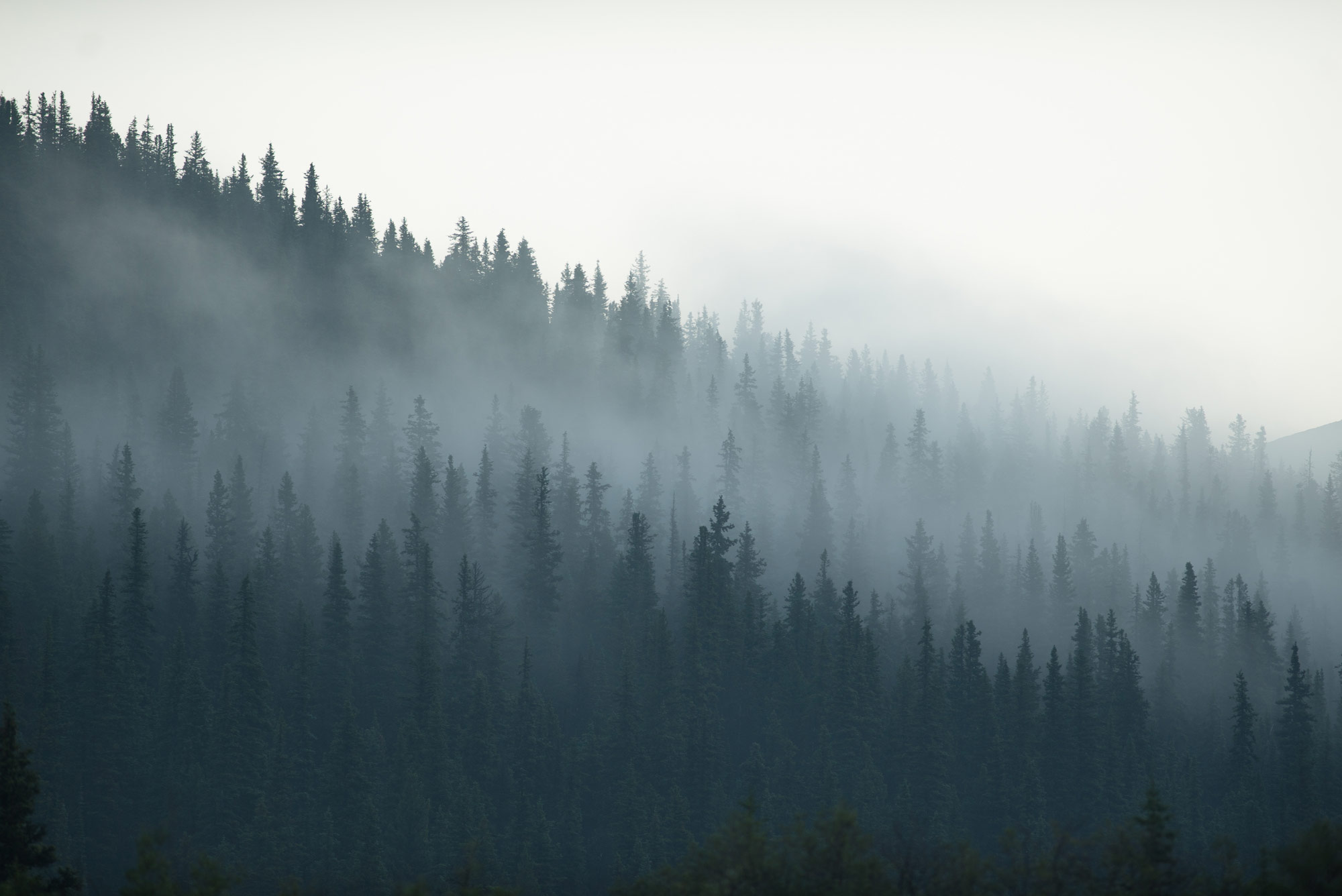 Dense forest with fog
